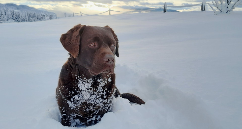 Benko liebt den Schnee ;-)